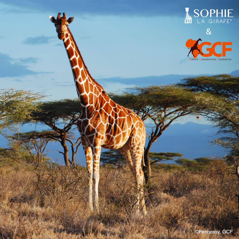 Sophie la girafe® X GCF Girafe Conservation Foundation